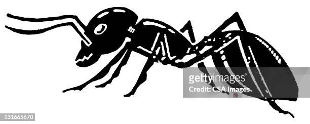 close up of ant - ant stock illustrations