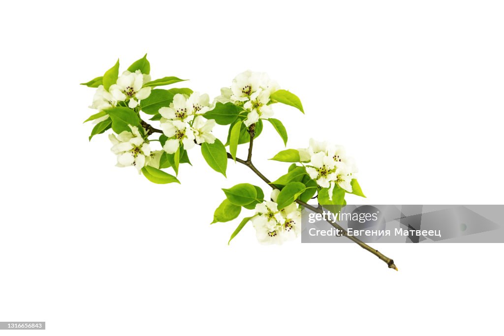 Blooming apple tree branch isolated on white background. Springtime oncept. Close up. Copy space.