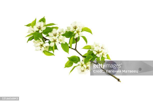 blooming apple tree branch isolated on white background. springtime oncept. close up. copy space. - twig stock pictures, royalty-free photos & images