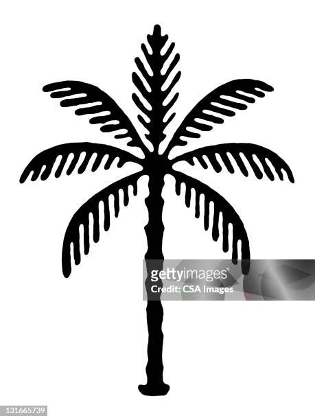 palm tree - tree trunk stock illustrations