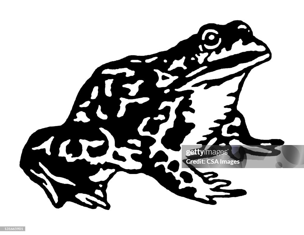 Paper Toad Vector Toad High-Res Vector Graphic - Getty Images