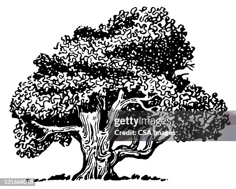 Large Tree Large Tree