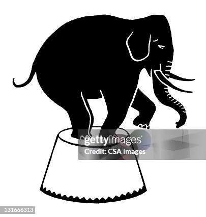 Elephant Doing Trick Elephant Doing Trick