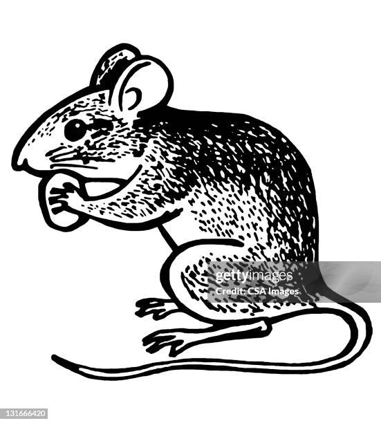 mouse eating - tail stock illustrations