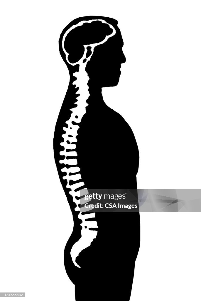 Spine Diagram