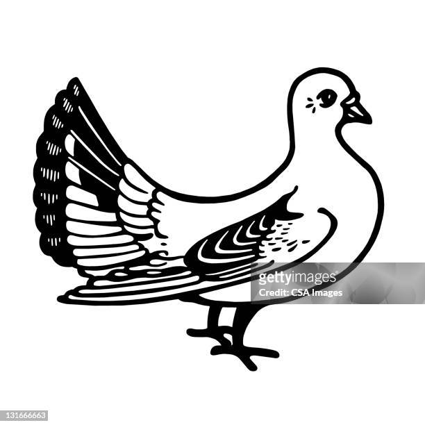 pigeon - dove stock illustrations