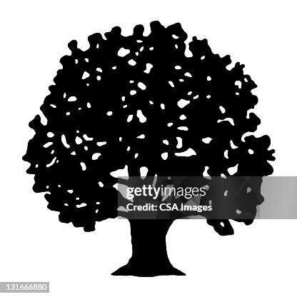 Large Tree Large Tree