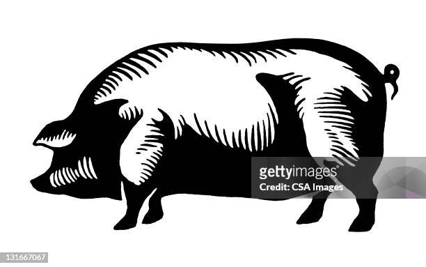 ilustraciones, imágenes clip art, dibujos animados e iconos de stock de large pig - cerdo
