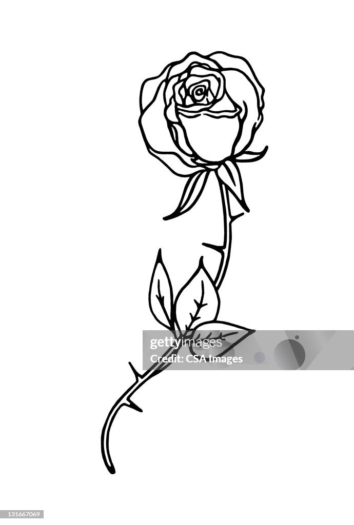 Single Rose Vector Graphics Single Rose Graphic