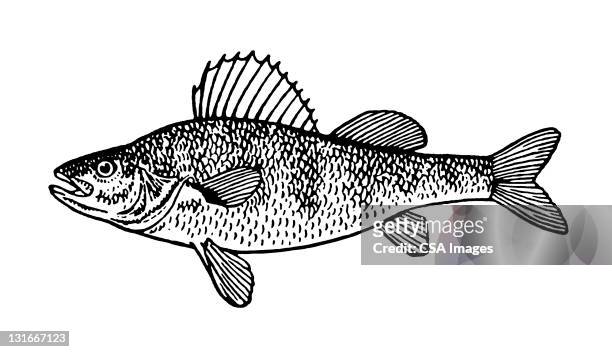 stockillustraties, clipart, cartoons en iconen met large fish - vis