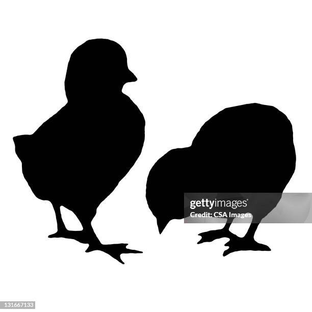 Chicks Vector File Baby Chicks High-Res Vector Graphic - Getty Images