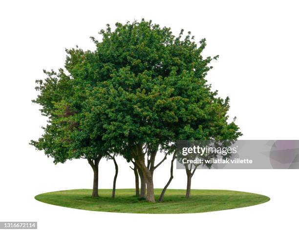 collections green tree isolated. green tree isolated on background. - kirschbaum stock-fotos und bilder