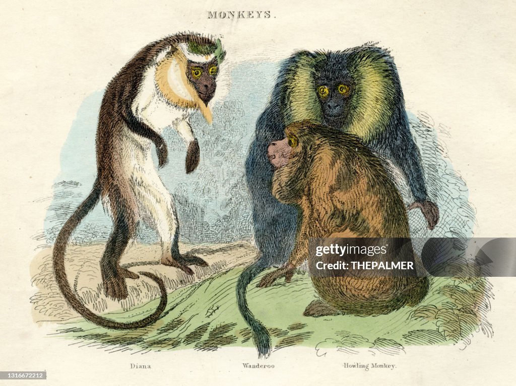 Howler, Ceropithecus monkeys engraving 1893
