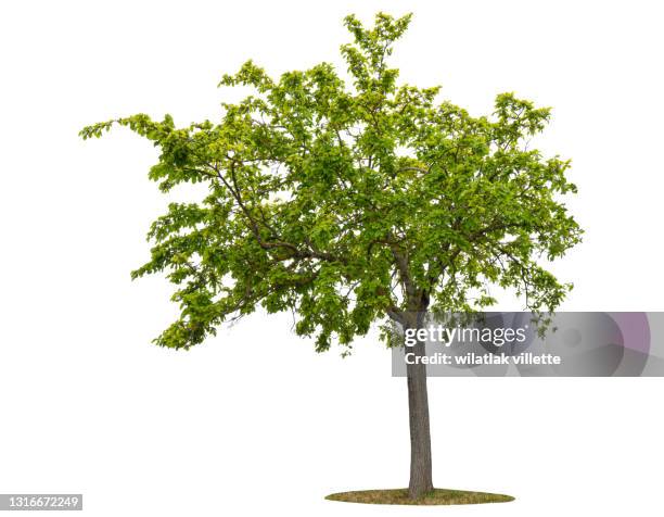 green tree on a white background. - tree 個照片及圖片檔