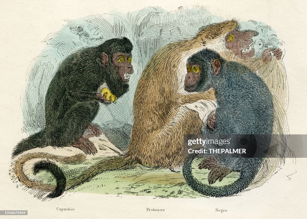 Proboscis and capuchin monkeys engraving 1893