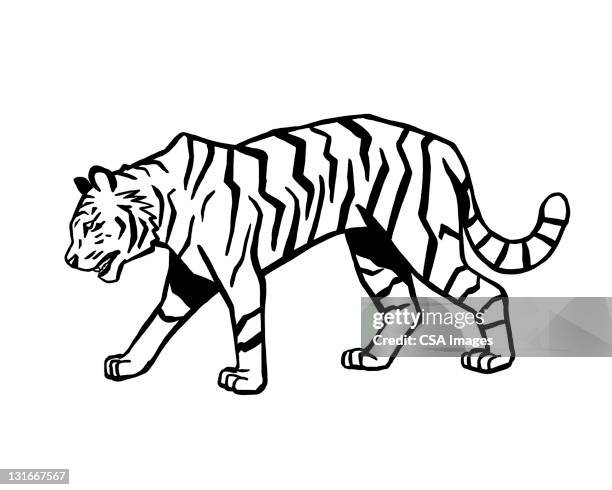 stockillustraties, clipart, cartoons en iconen met tiger - striding