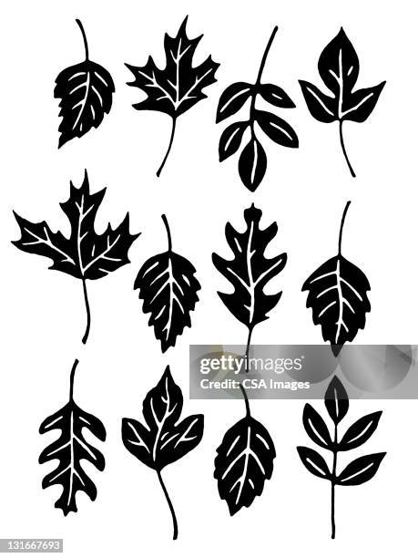 assorted leaves - the fall stock illustrations