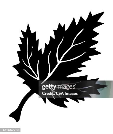 Maple Leaf Maple Leaf