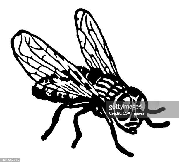 fly - housefly stock illustrations
