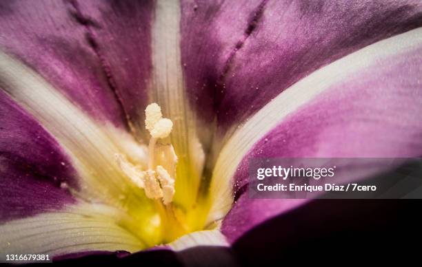 calystegia soldanella flower - soldanella stock pictures, royalty-free photos & images