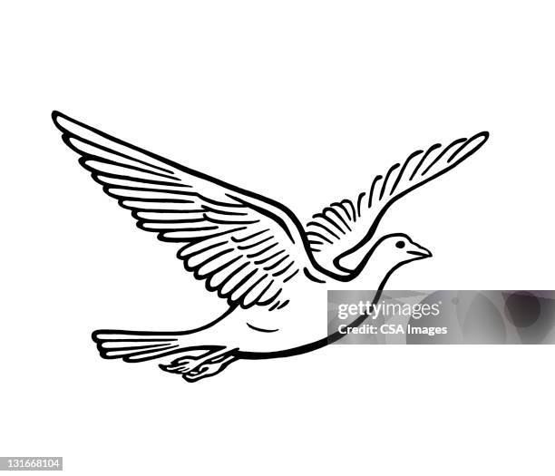 bird in flight - animal wing stock illustrations