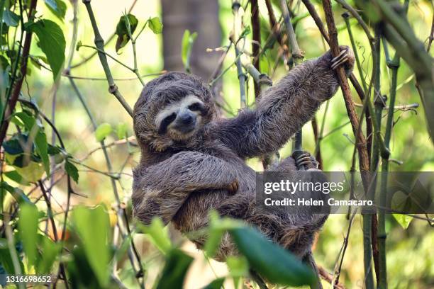 sloth baby resting on the top of a tree - sloth stock pictures, royalty-free photos & images
