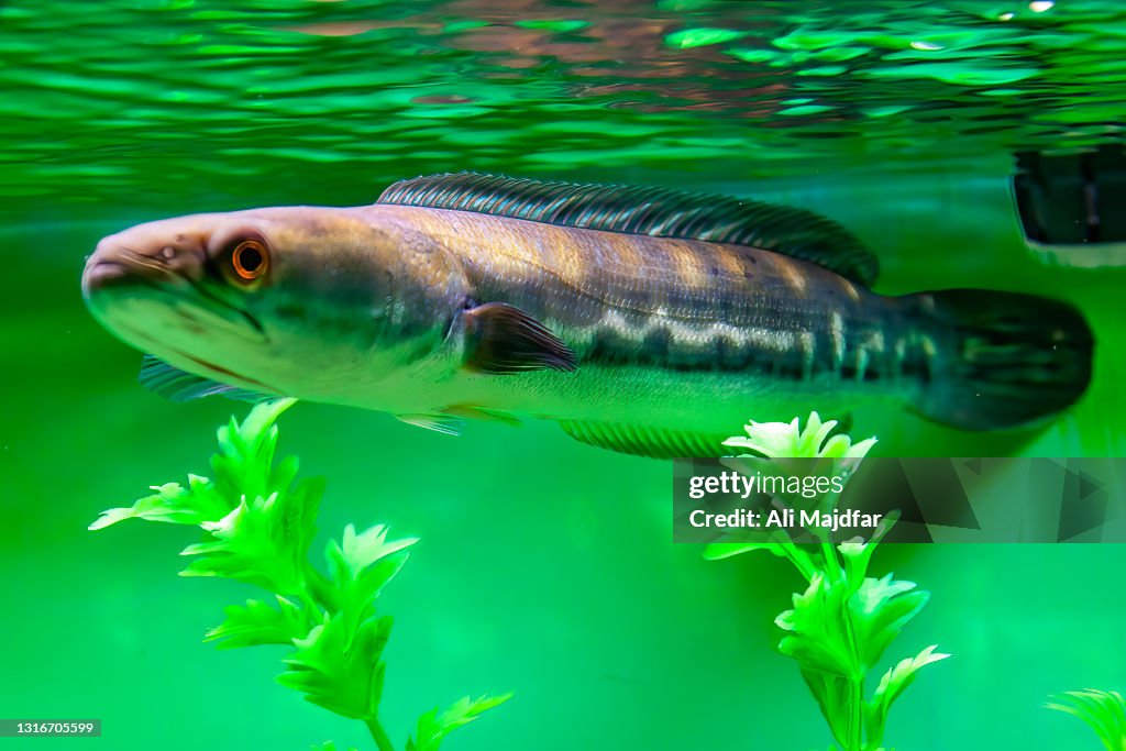 Fish With Python Head Snake Head Fish