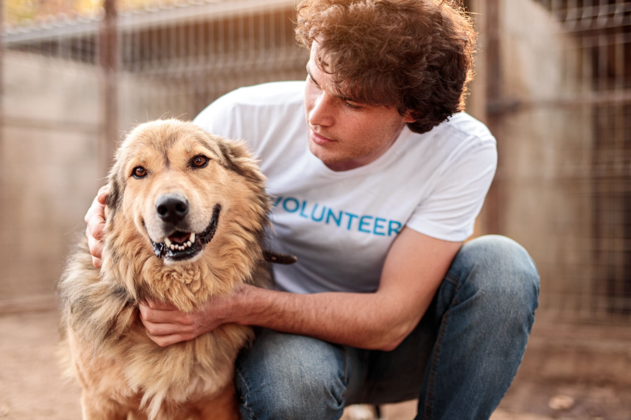 dog adoption platform