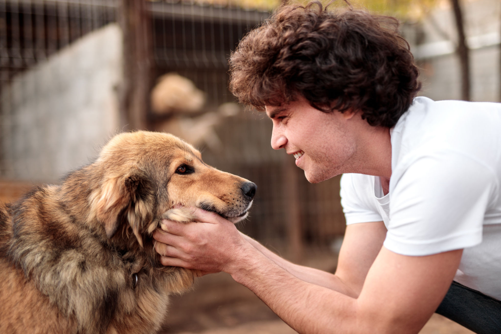 dog adoption