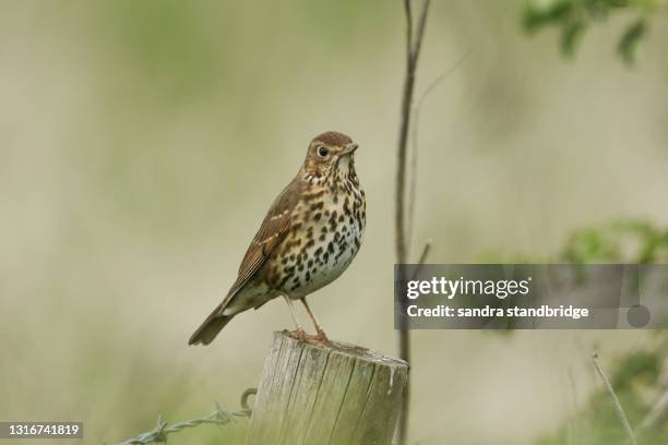 a song thrush, turdus philomelos, perched on a post. - singdrossel stock-fotos und bilder