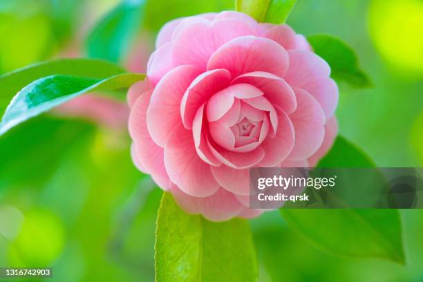 camellia flower - camellia stock-fotos und bilder