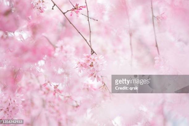 weeping cherry blossom - cherry blossom fotografías e imágenes de stock