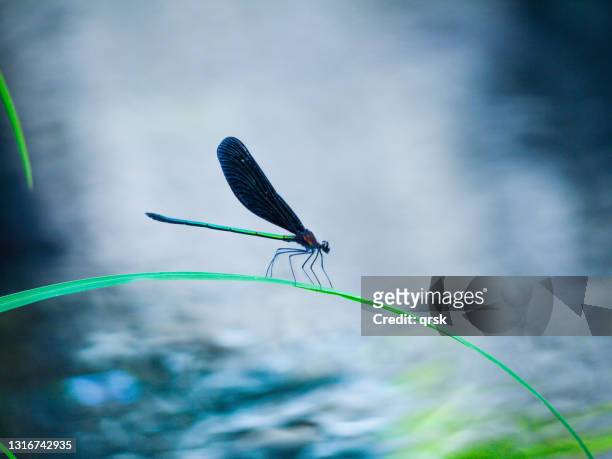 hagurotombo-damselfly - dragon fly stock pictures, royalty-free photos & images
