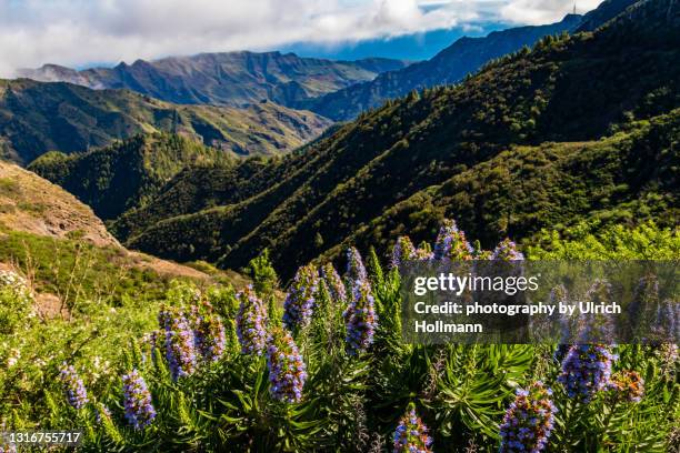 garajonay national park, la gomera, canary islands, spain - parque nacional de garajonay fotografías e imágenes de stock