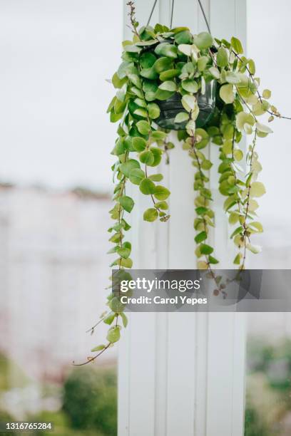 aeschynanthus haninging plant at home close to window - hanging basket stock pictures, royalty-free photos & images