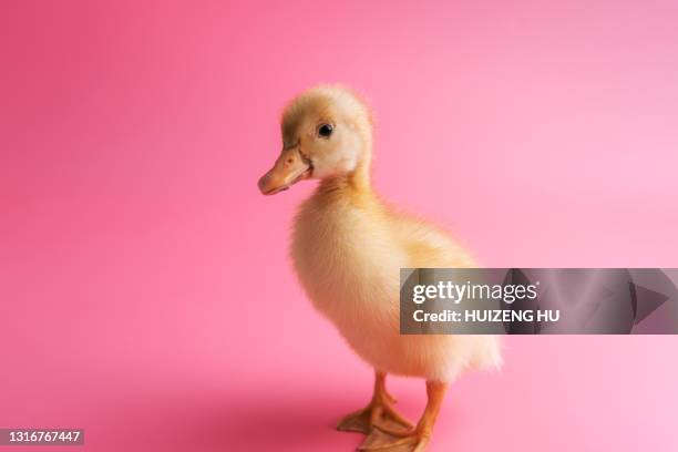 new born little cute yellow duckling on a pink background - downy duck ストックフォトと画像