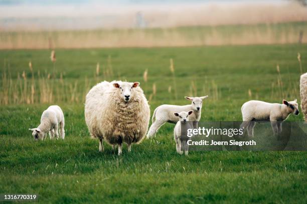 schaafe und lämmer auf einer wiese - nutztier oder haustier - fotografias e filmes do acervo