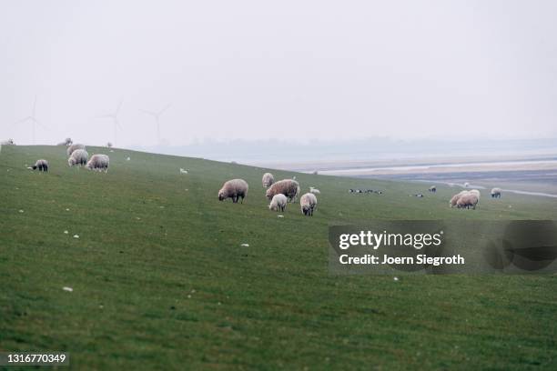 schaafe und lämmer auf einer wiese - nutztier oder haustier - fotografias e filmes do acervo