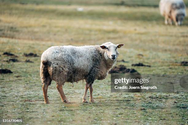 schaafe und lämmer auf einer wiese - nutztier oder haustier - fotografias e filmes do acervo