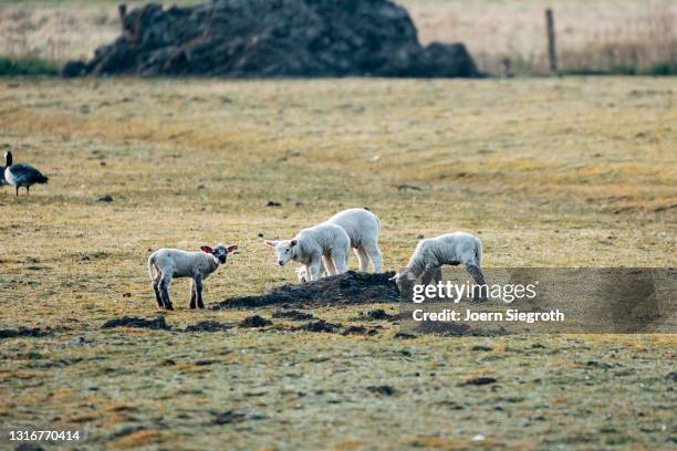 schaafe und lämmer auf einer wiese - nutztier oder haustier - fotografias e filmes do acervo