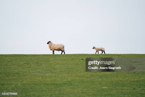 schaafe und lämmer auf einer wiese - nutztier oder haustier stock pictures, royalty-free photos & images