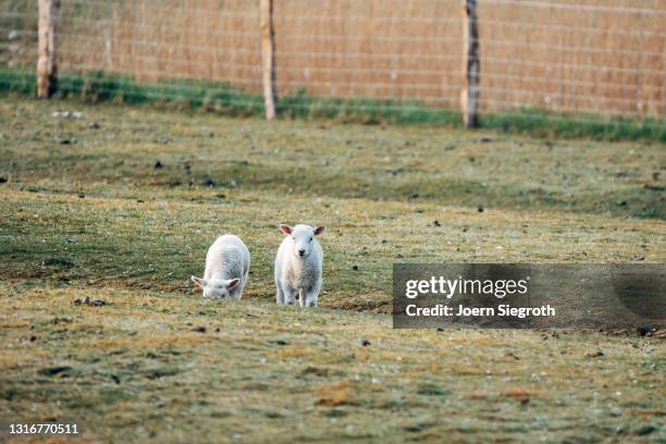 schaafe und lämmer auf einer wiese - viehweide stockfoto's en -beelden