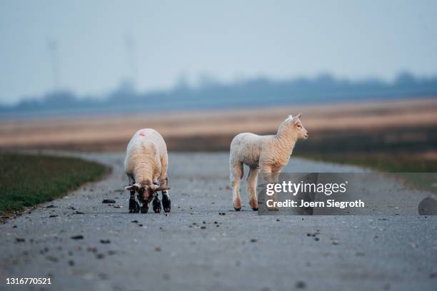 schaafe und lämmer auf einer wiese - viehweide stockfoto's en -beelden