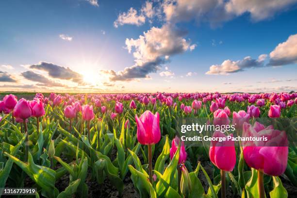 sunset over a field of pink tulips - netherlands sunset stock pictures, royalty-free photos & images