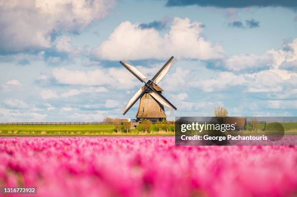 field of pink tulips and windmill in the background - keukenhof gardens stock pictures, royalty-free photos & images