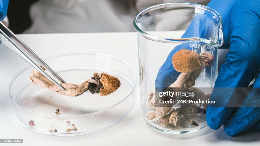 Psilocybin and Magic Mushrooms