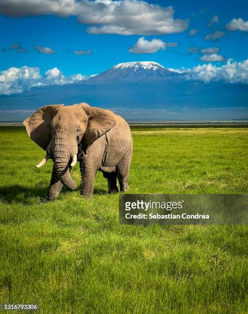 elephants in kenya (africa) amboseli natural park kenya travel 2021. - tarangire national park stockfoto's en -beelden