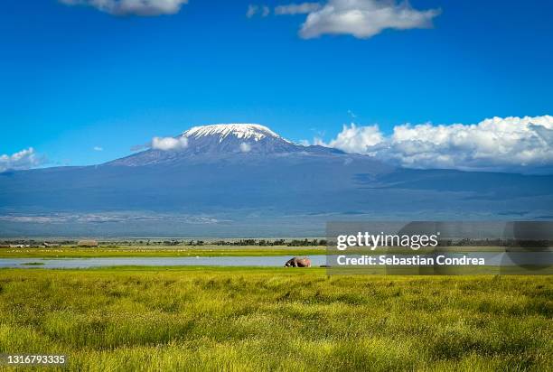 amboseli natural park kenya - kilimanjaro bildbanksfoton och bilder
