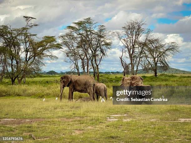 family of elephants with flocks of egrets, moving through amboseli natural park kenya, 2021. - tarangire national park 個照片及圖片檔