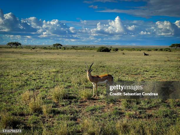 a herd of impala antelopes seen on the amboseli natural park kenya, 2021. - tarangire national park stockfoto's en -beelden